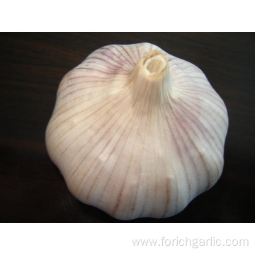 Fresh High Quality Normal White Garlic